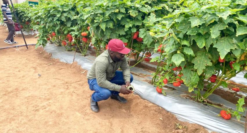 Fresh Logistics' Kelvin Essuman-Quansah and Francis Tettey Participate in Rijk Zwaan West African Field Days
